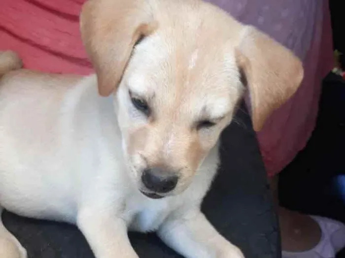 Cachorro ra a  idade 2 a 6 meses nome Não sei 