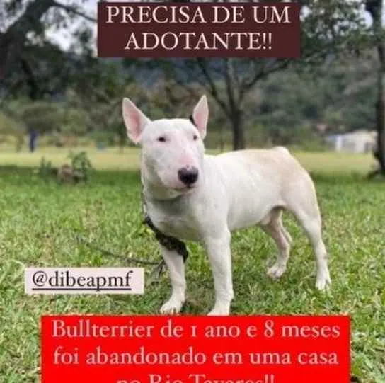 Cachorro ra a  idade 1 ano nome Não sei 