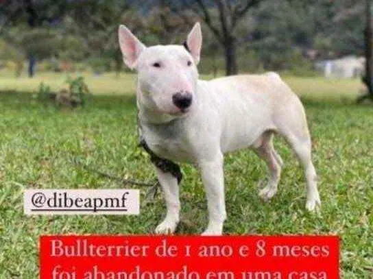 Cachorro ra a  idade 1 ano nome Não sei 