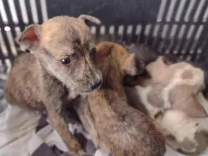 Cachorro raça  idade 2 a 6 meses nome Não sei 