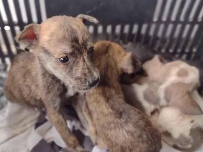 Cachorro ra a  idade 2 a 6 meses nome Não sei 