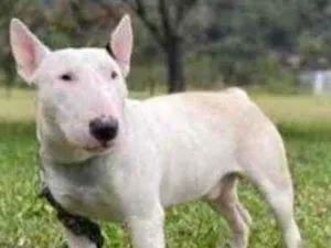 Cachorro raça  idade 1 ano nome Não sei 