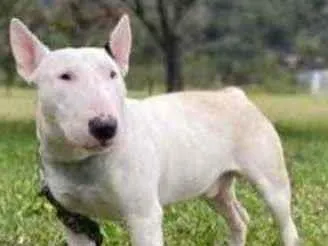 Cachorro ra a  idade 1 ano nome Não sei 