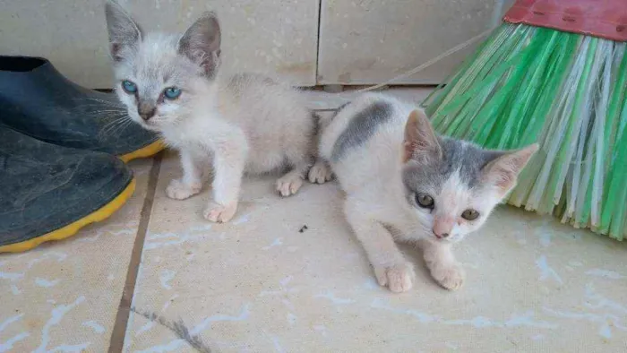 Gato ra a indefinida idade 2 a 6 meses nome Sem nome