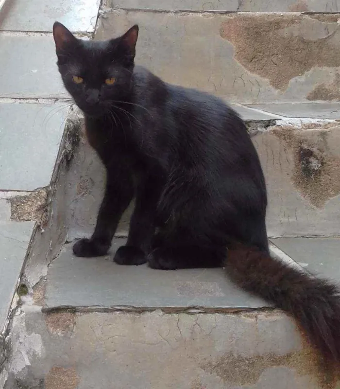 Gato ra a SRD idade 2 a 6 meses nome PELUDINHO