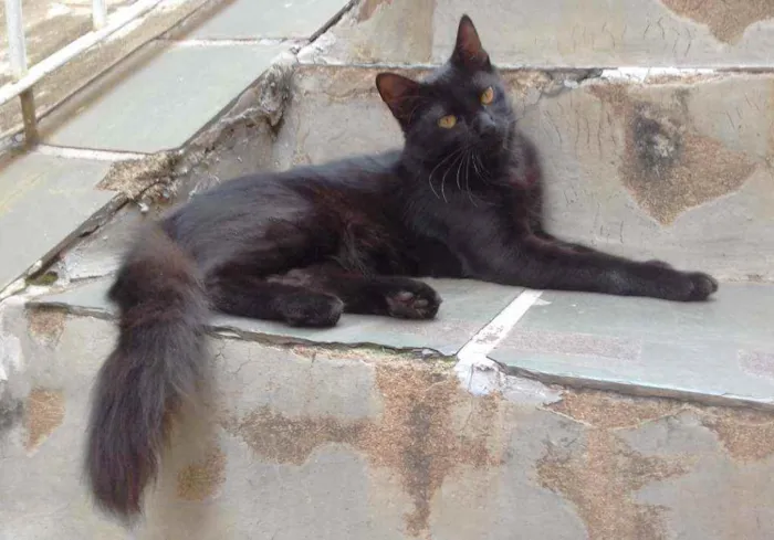 Gato ra a SRD idade 2 a 6 meses nome PELUDINHO