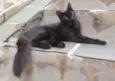 PELUDINHO