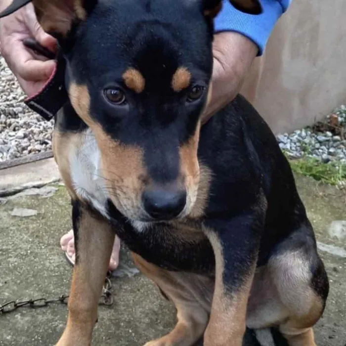 Cachorro ra a  idade 7 a 11 meses nome Não sei 