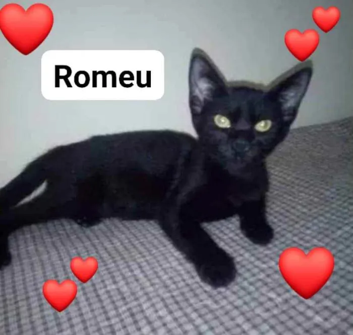 Gato ra a  idade 2 a 6 meses nome Não sei 