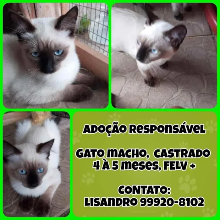 Gato ra a  idade 2 a 6 meses nome Não sei 