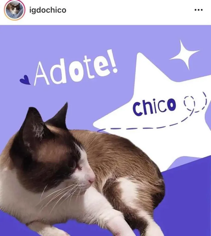 Gato ra a  idade 2 a 6 meses nome Não sei 