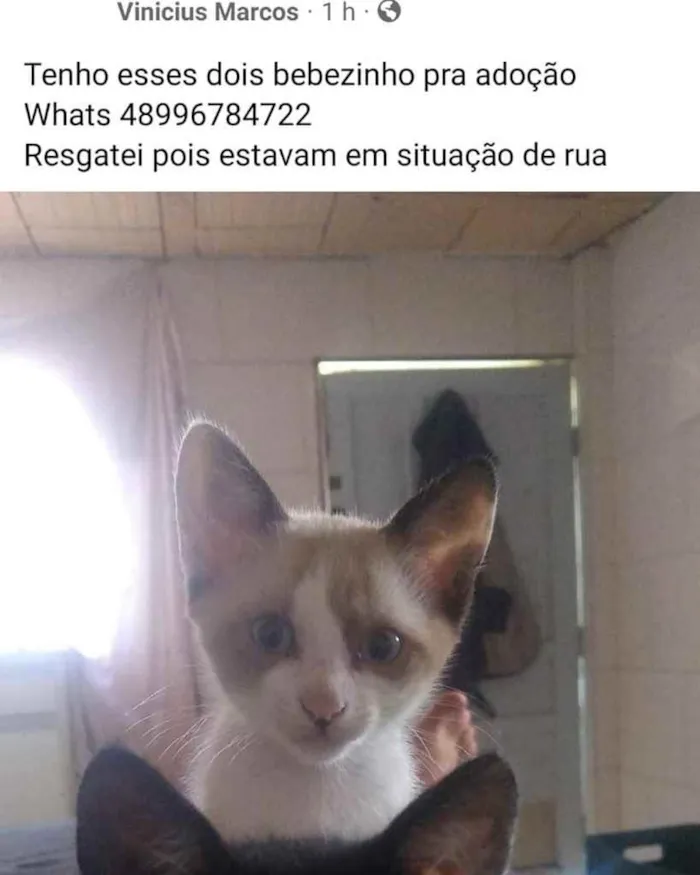 Gato ra a  idade 2 a 6 meses nome Não sei 