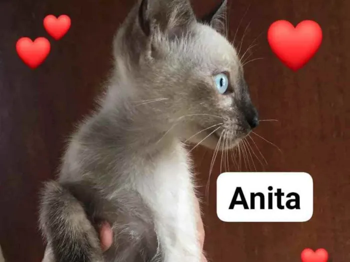 Gato ra a  idade 2 a 6 meses nome Não sei 