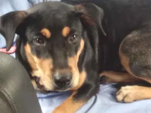 Cachorro raça  idade 7 a 11 meses nome Não sei 