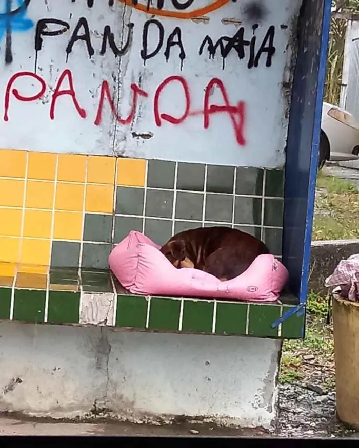 Cachorro ra a  idade 3 anos nome Fofucho 