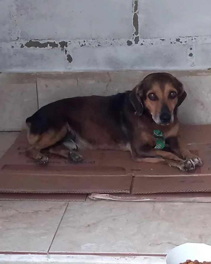 Cachorro ra a  idade 3 anos nome Fofucho 