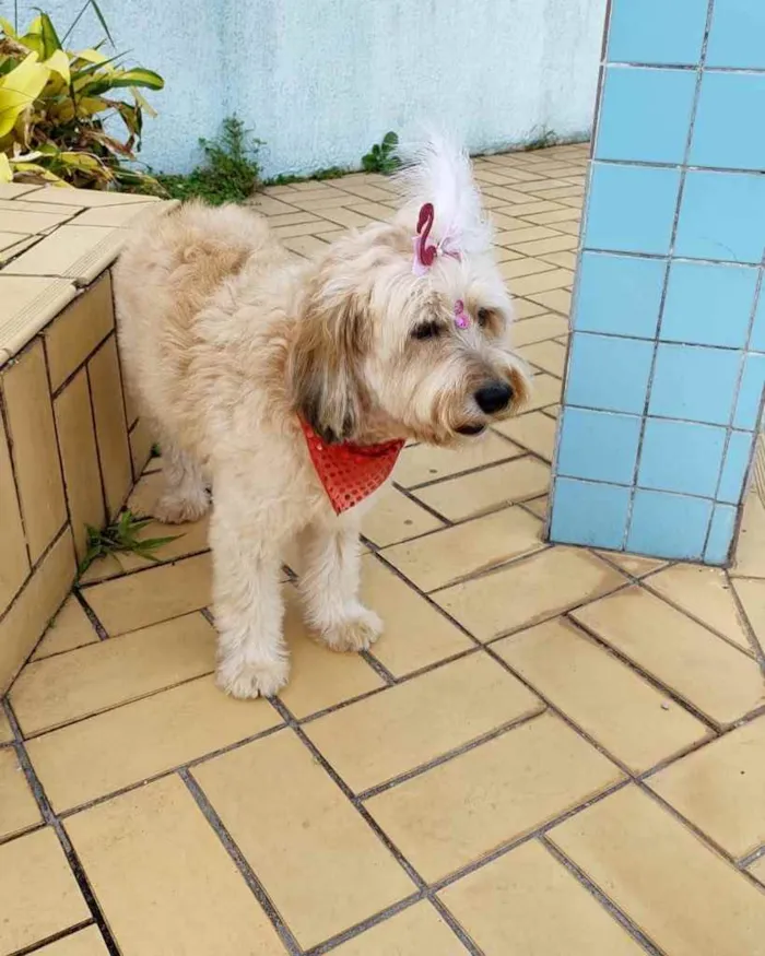 Cachorro ra a  idade 3 anos nome Belinha 