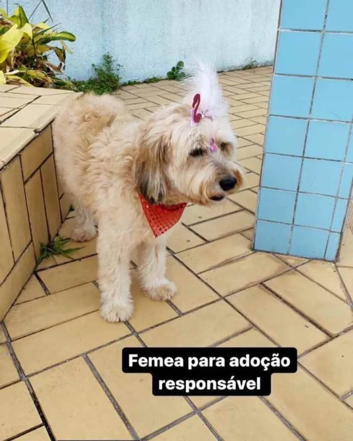 Cachorro ra a  idade 3 anos nome Belinha 