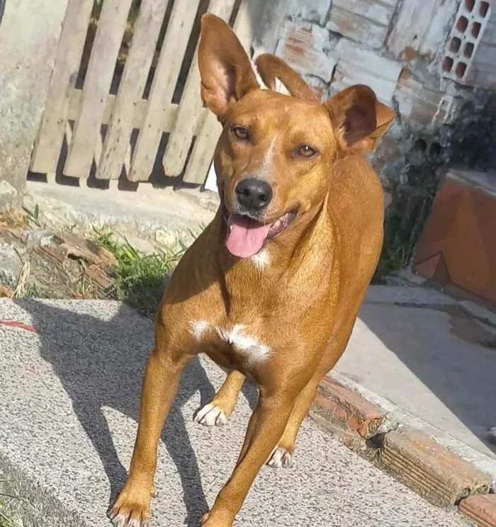 Cachorro ra a  idade 3 anos nome Pit 