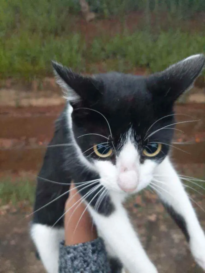 Gato ra a ND idade 7 a 11 meses nome FRED