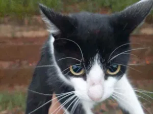 Gato raça ND idade 7 a 11 meses nome FRED