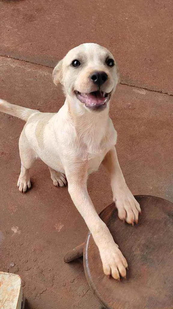 Cachorro ra a Sem raça definida idade 7 a 11 meses nome Shelby