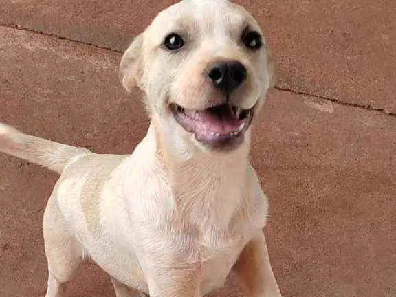 Cachorro ra a Sem raça definida idade 7 a 11 meses nome Shelby