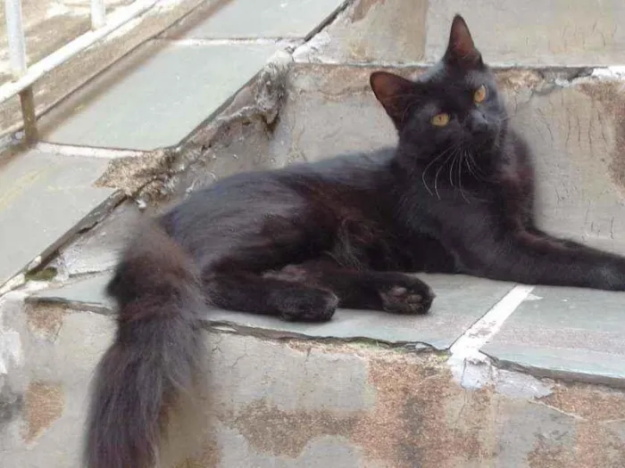 Gato ra a SRD idade 2 a 6 meses nome PELUDINHO