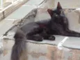 PELUDINHO