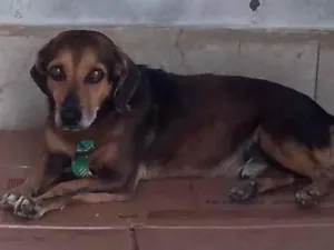 Cachorro raça  idade 3 anos nome Fofucho 