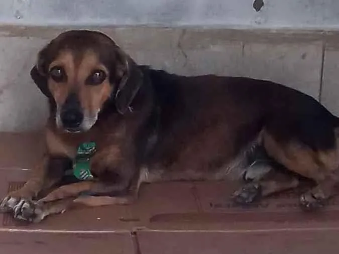 Cachorro ra a  idade 3 anos nome Fofucho 