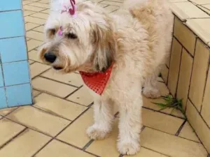 Cachorro raça  idade 3 anos nome Belinha 