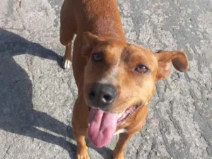 Cachorro raça  idade 3 anos nome Pit 