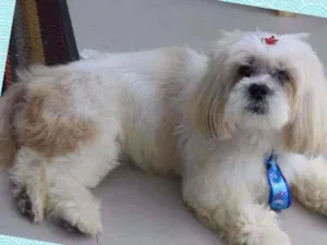 Cachorro raça Lhasa idade 6 ou mais anos nome Caetano