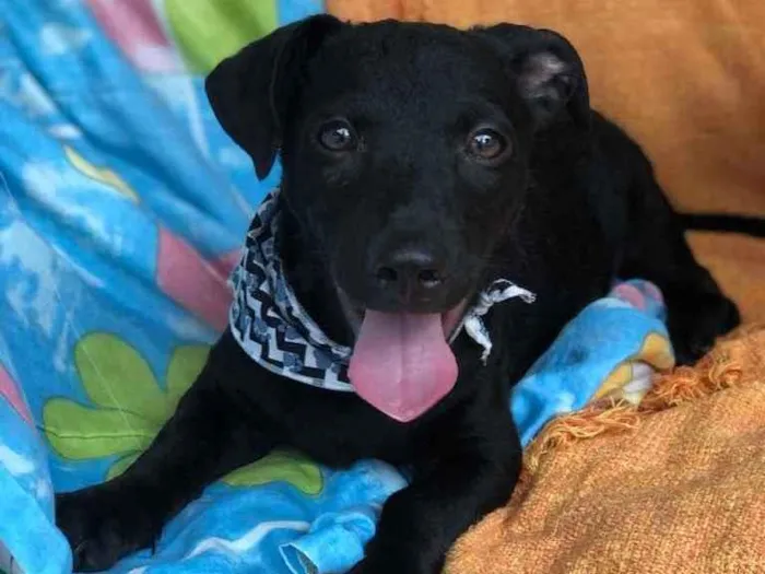Cachorro raça SRD idade 2 a 6 meses nome Feijão