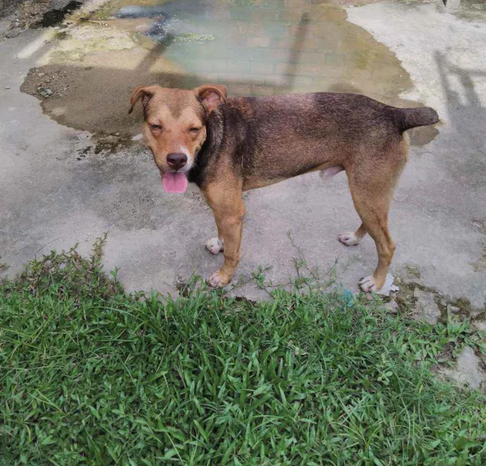 Cachorro ra a Misturado idade 5 anos nome Marrom