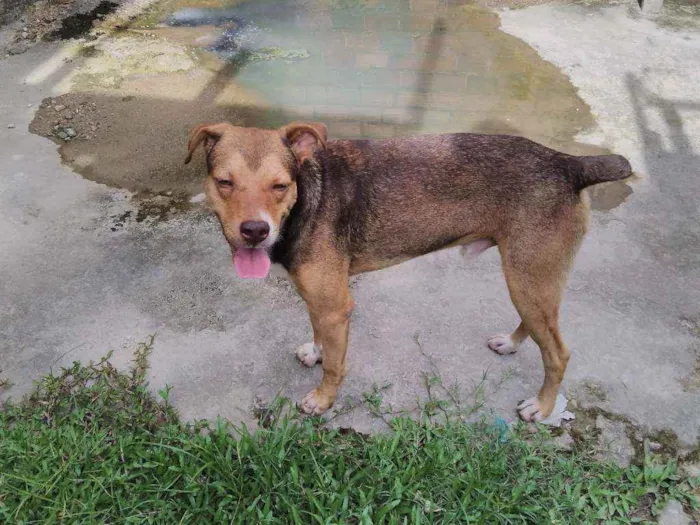 Cachorro ra a Misturado idade 5 anos nome Marrom