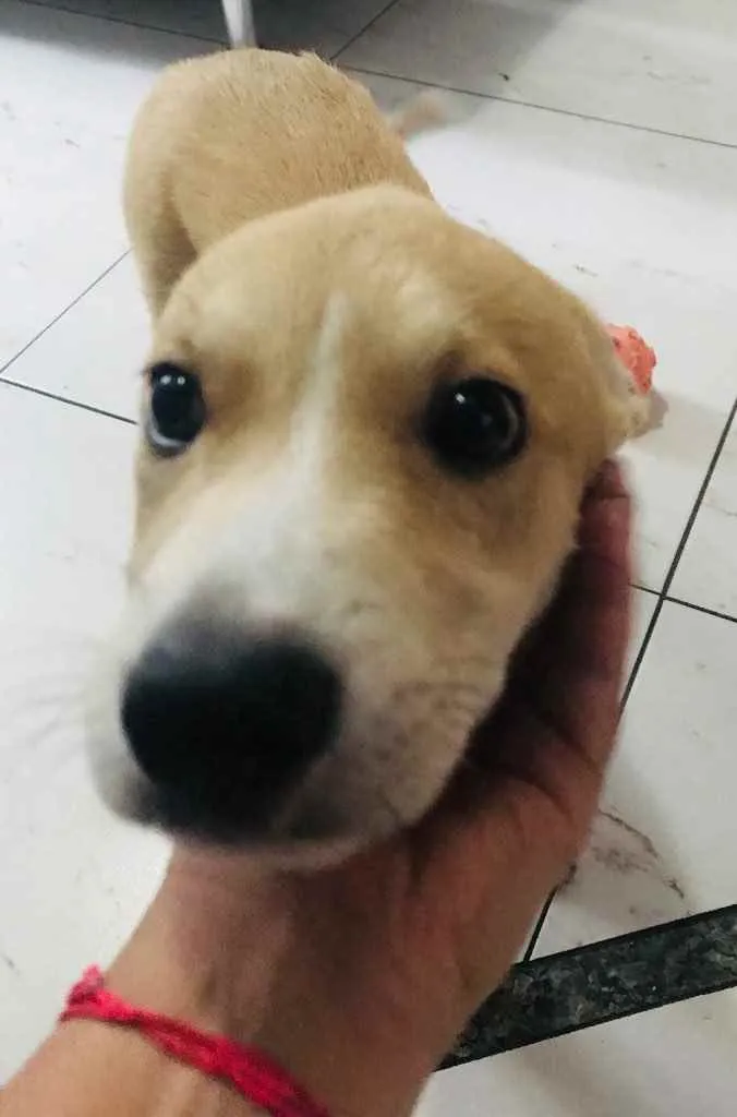 Cachorro ra a Vira lata idade 2 a 6 meses nome Bruninha 