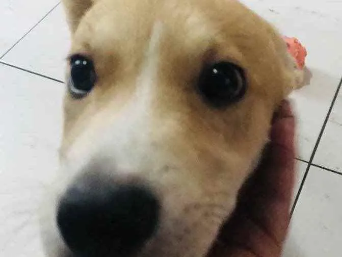 Cachorro ra a Vira lata idade 2 a 6 meses nome Bruninha 