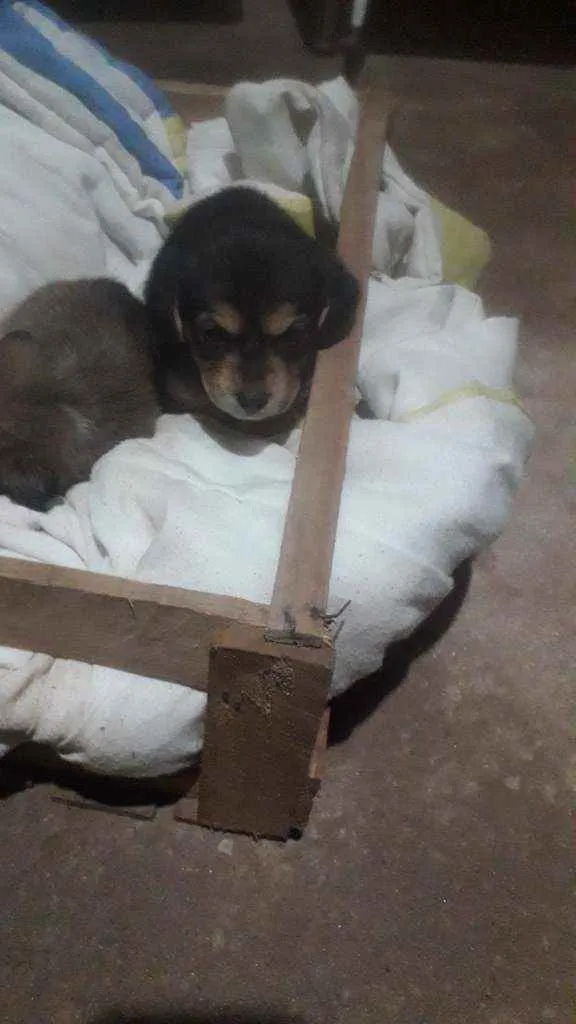 Cachorro ra a Sem raça defenida idade Abaixo de 2 meses nome Tifany