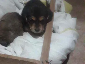 Cachorro raça Sem raça defenida idade Abaixo de 2 meses nome Tifany