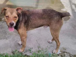 Cachorro raça Misturado idade 5 anos nome Marrom