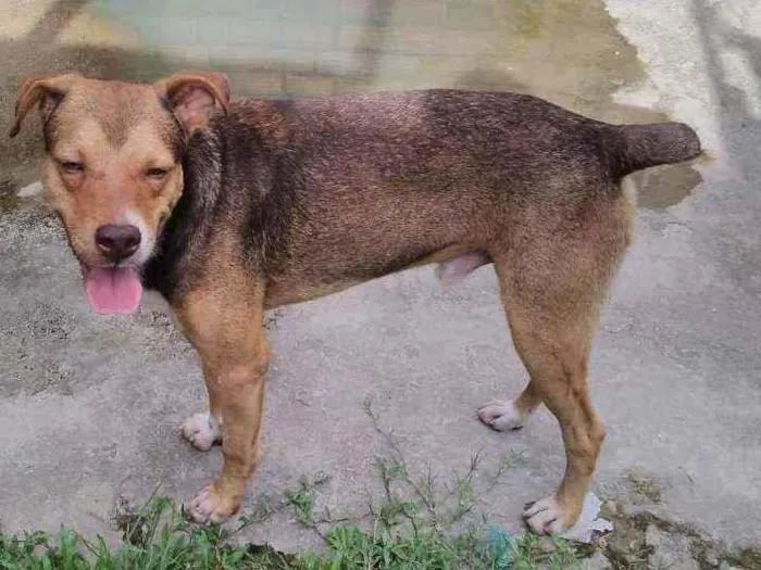 Cachorro ra a Misturado idade 5 anos nome Marrom