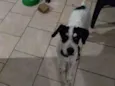 Fred
