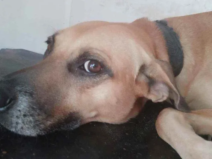 Cachorro ra a Vira lata idade 3 anos nome Raufe