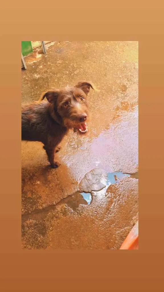 Cachorro ra a Vira lata idade 2 a 6 meses nome Perigo