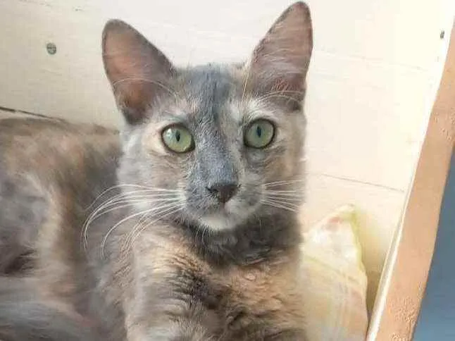 Gato ra a srd tricolor idade 2 a 6 meses nome SUZY 2