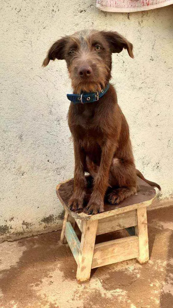 Cachorro ra a Vira lata idade 2 a 6 meses nome Perigo