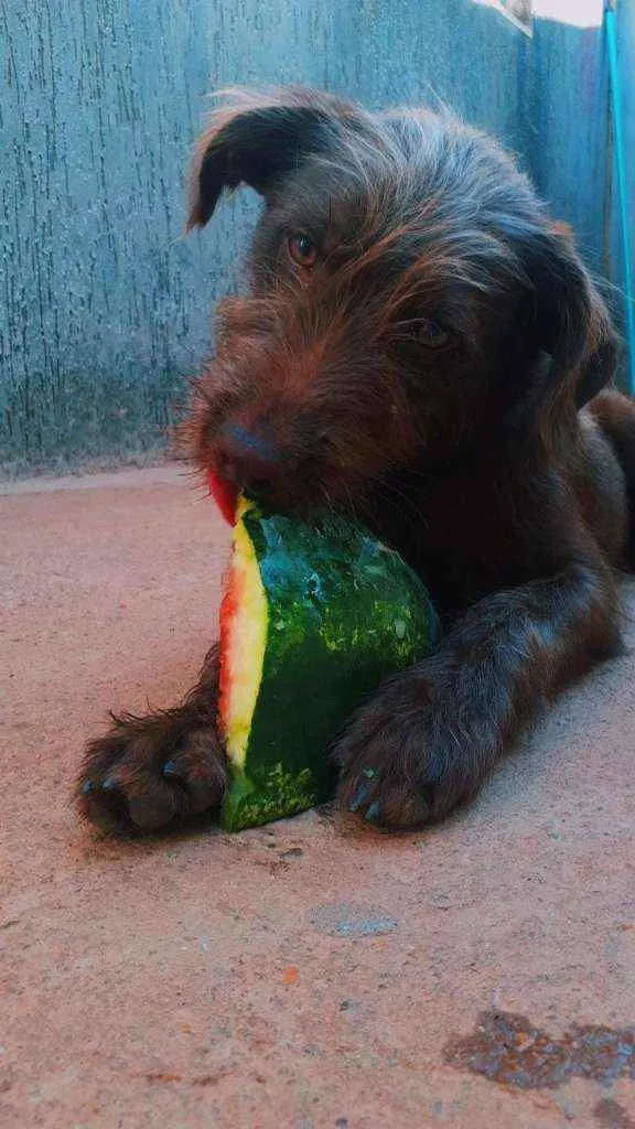 Cachorro ra a Vira lata idade 2 a 6 meses nome Perigo