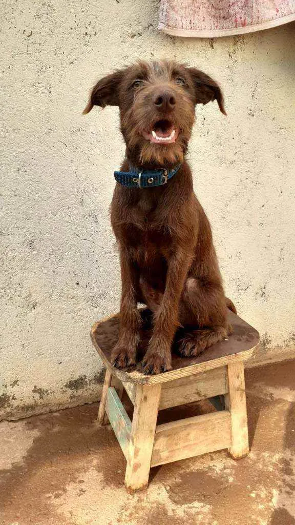 Cachorro ra a Vira lata idade 2 a 6 meses nome Perigo